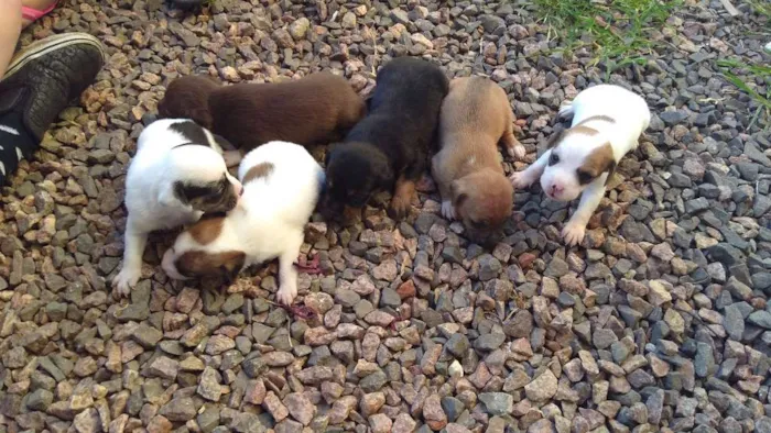 Cachorro ra a  idade Abaixo de 2 meses nome A espera de um nome