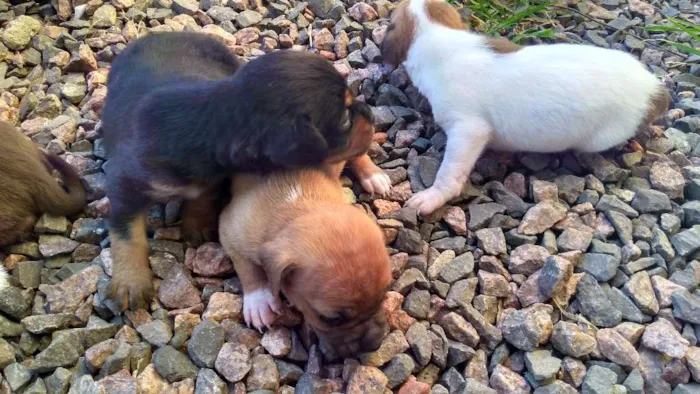 Cachorro ra a  idade Abaixo de 2 meses nome A espera de um nome