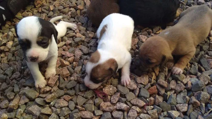 Cachorro ra a  idade Abaixo de 2 meses nome A espera de um nome
