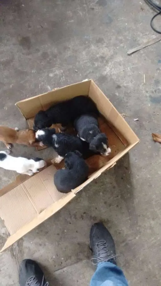 Cachorro ra a  idade Abaixo de 2 meses nome A espera de um nome