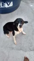 jujuba