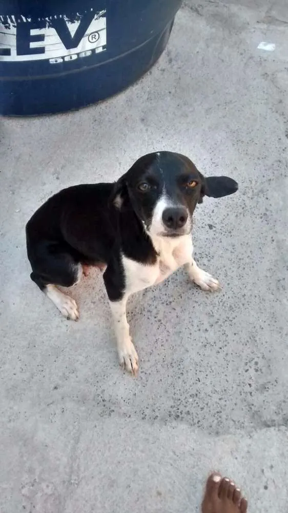 Cachorro raça sem raça idade 1 ano nome jujuba