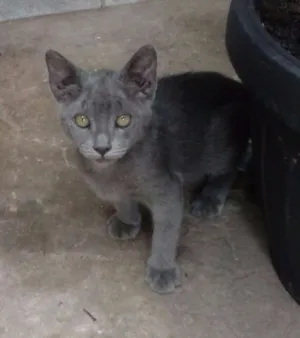 Gato raça não definida idade 2 a 6 meses nome Sem nome