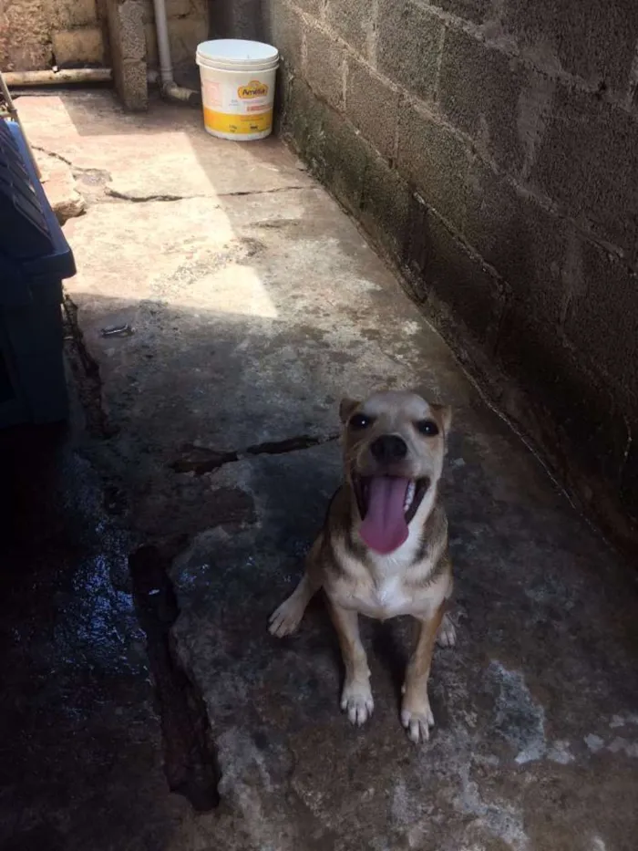 Cachorro ra a viralata idade 2 a 6 meses nome Betinho