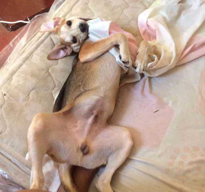 Cachorro ra a viralata idade 2 a 6 meses nome Betinho