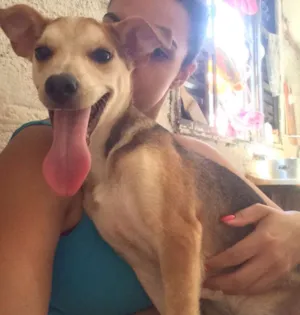 Cachorro raça viralata idade 2 a 6 meses nome Betinho
