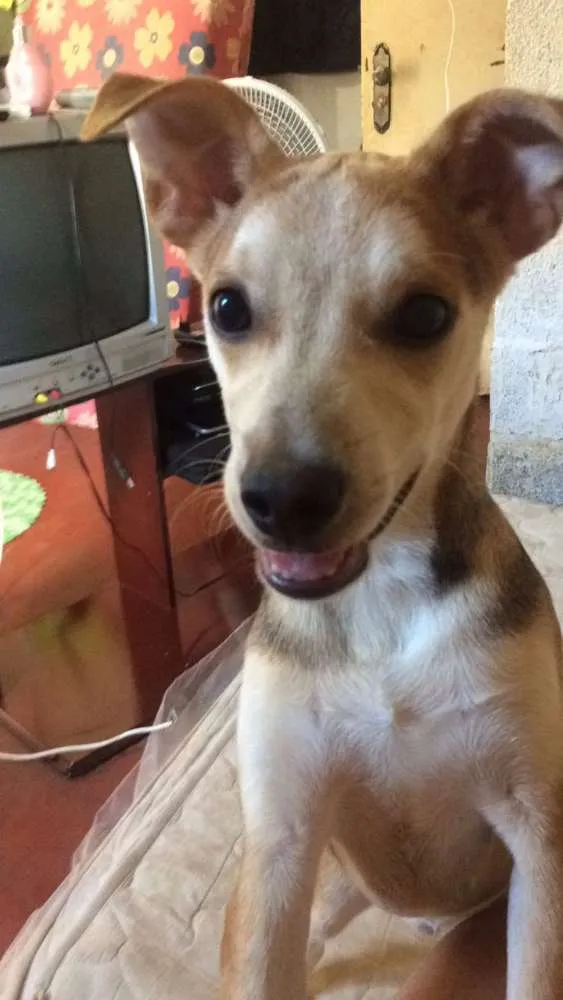 Cachorro ra a viralata idade 2 a 6 meses nome Betinho