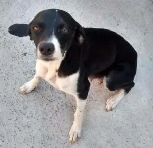 Cachorro raça sem raça idade 1 ano nome jujuba