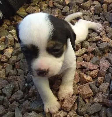 Cachorro ra a  idade Abaixo de 2 meses nome A espera de um nome