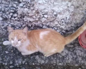 Gato raça Não sei idade 1 ano nome Não tem 