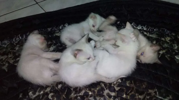 Gato raça desconhecida idade Abaixo de 2 meses nome filhotes