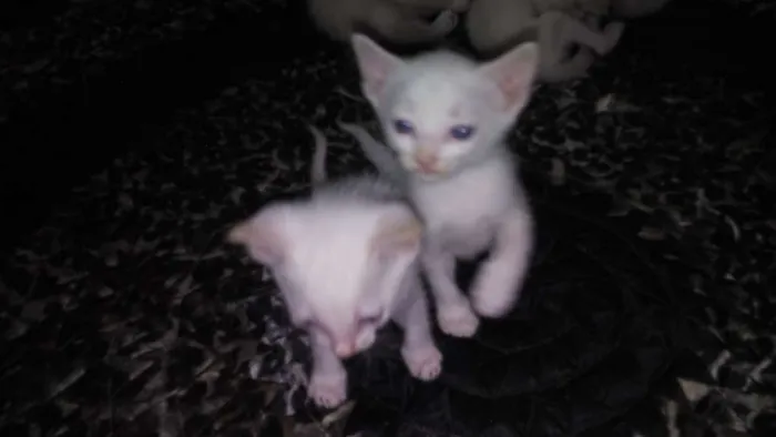 Gato raça desconhecida idade Abaixo de 2 meses nome filhotes