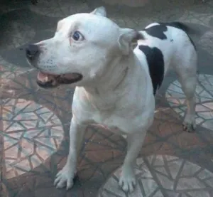 Cachorro raça Pitbull idade 6 ou mais anos nome Ayron