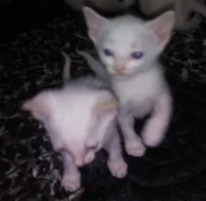 Gato raça desconhecida idade Abaixo de 2 meses nome filhotes
