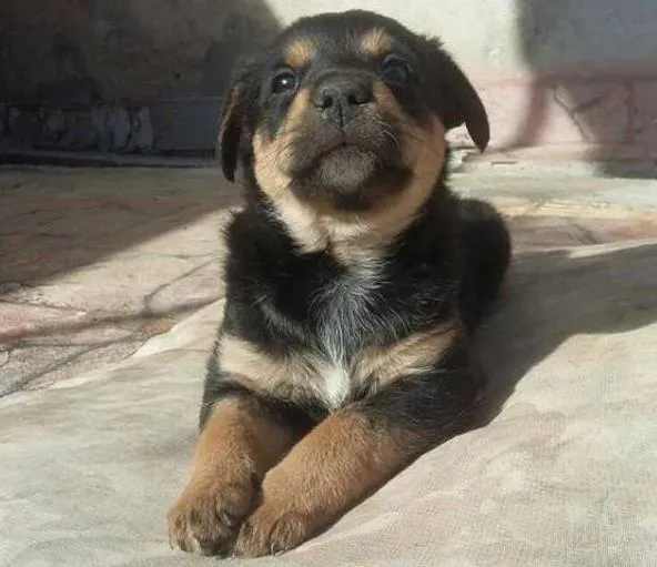 Cachorro ra a SRD idade Abaixo de 2 meses nome Sem nome