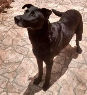 Cachorro raça SRD idade 6 ou mais anos nome Adelaide