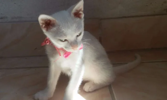 Gato ra a Vira lata idade Abaixo de 2 meses nome Sem Nome
