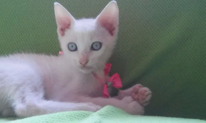 Gato ra a Vira lata idade Abaixo de 2 meses nome Sem Nome