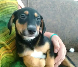 Cachorro raça Sem raça definida idade 2 a 6 meses nome Filhotes