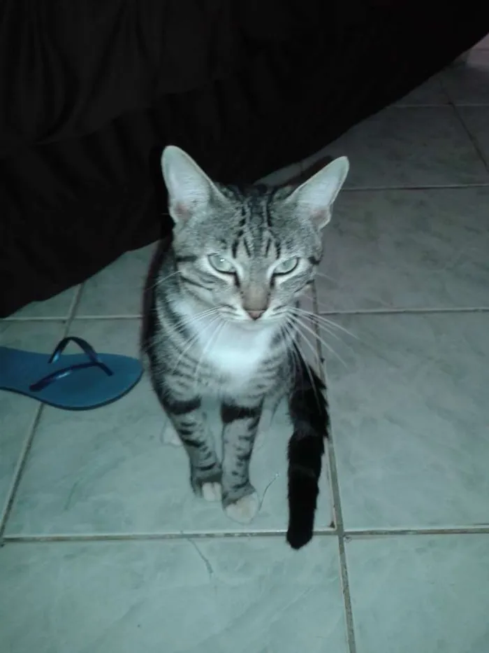 Gato ra a Siamês idade 2 anos nome Hedria