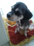 Kadu
