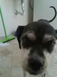 Kadu