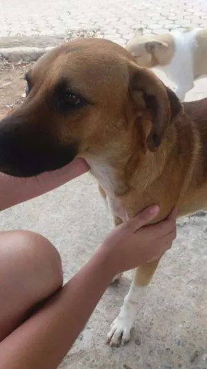 Cachorro raça Indefinida idade 1 ano nome Rex
