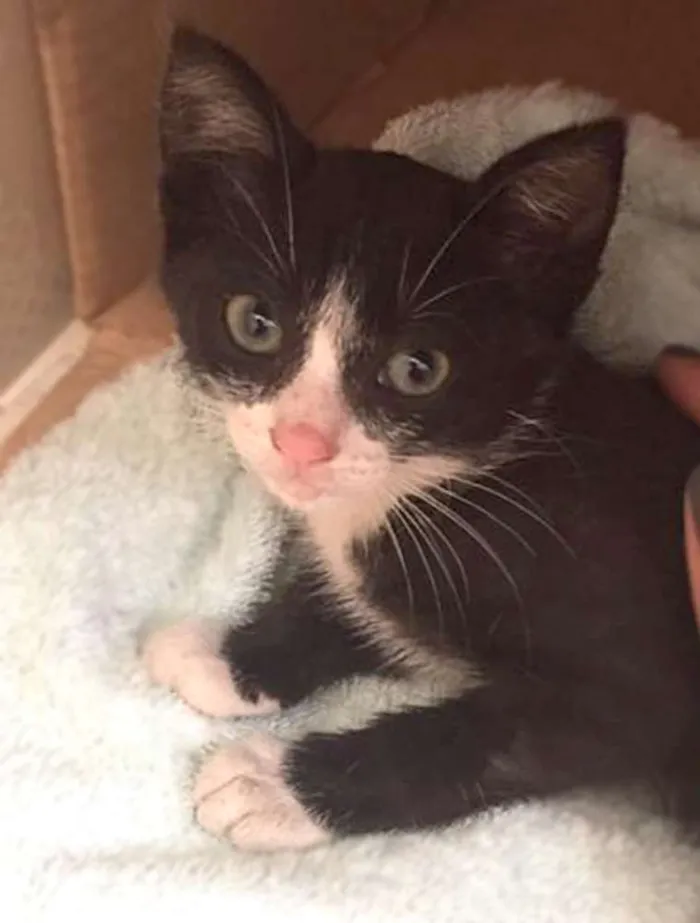 Gato ra a SRD idade Abaixo de 2 meses nome Gatinho Frajolinha