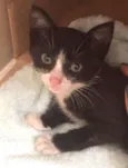 Gatinho Frajolinha