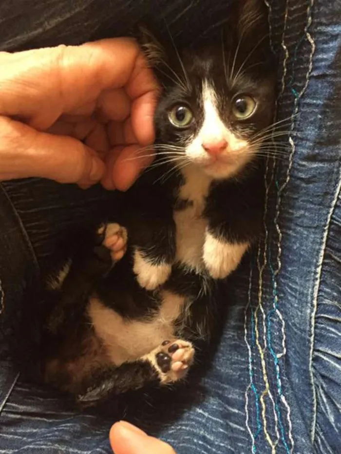 Gato ra a SRD idade Abaixo de 2 meses nome Gatinho Frajolinha