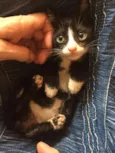 Gatinho Frajolinha