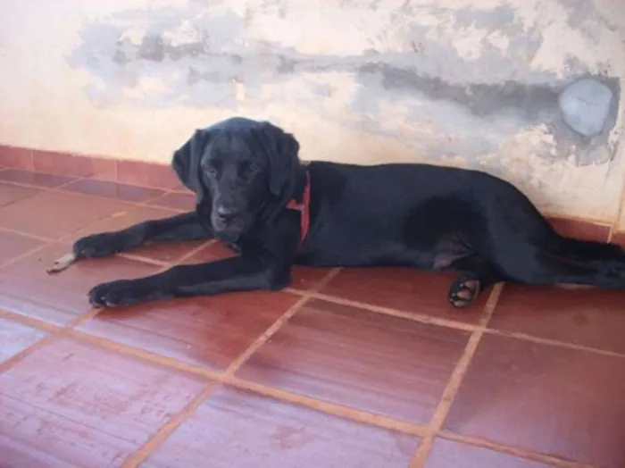 Cachorro ra a labrador idade 3 anos nome Sanção
