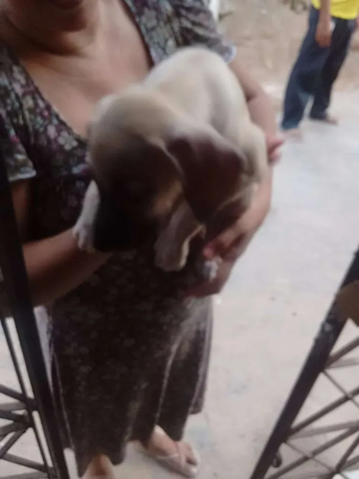 Cachorro raça Não sei idade 2 a 6 meses nome Sem nome 
