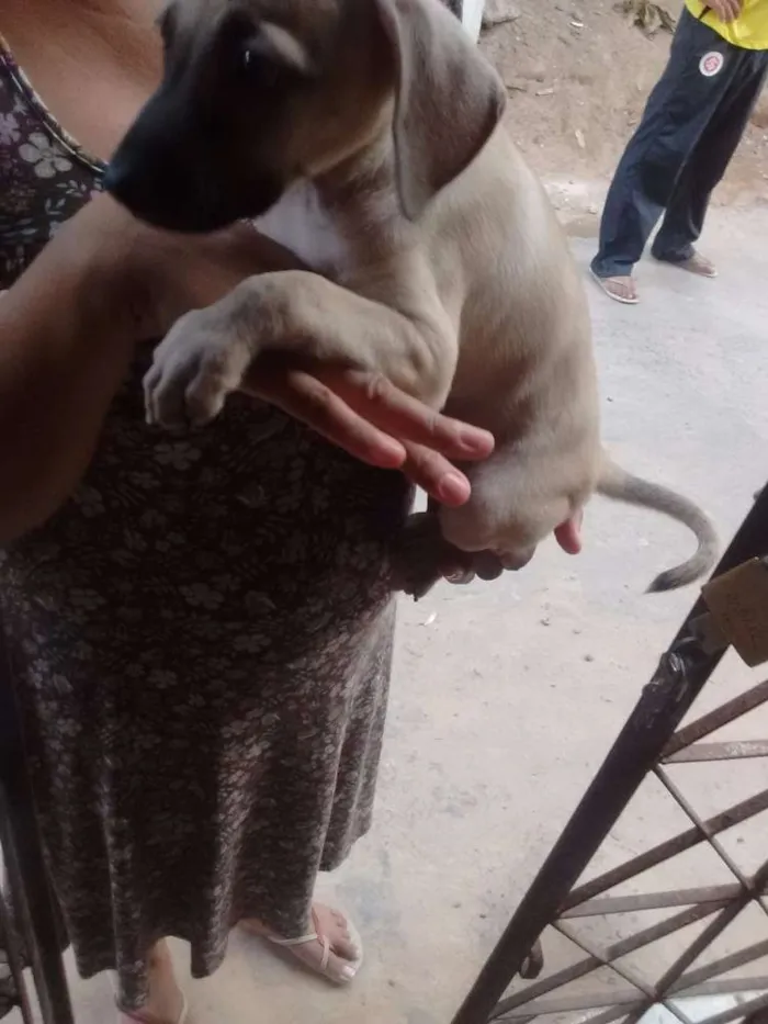 Cachorro raça Não sei idade 2 a 6 meses nome Sem nome 