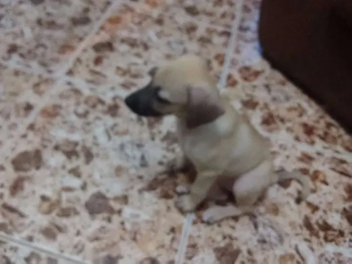 Cachorro raça Não sei idade 2 a 6 meses nome Sem nome 