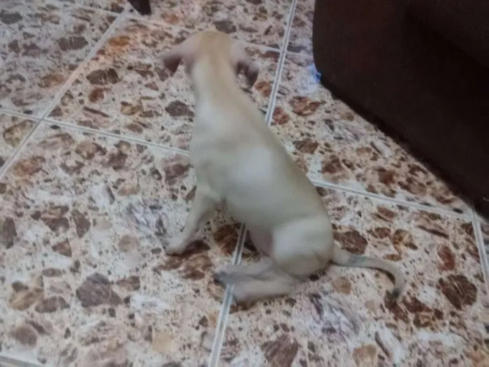 Cachorro raça Não sei idade 2 a 6 meses nome Sem nome 