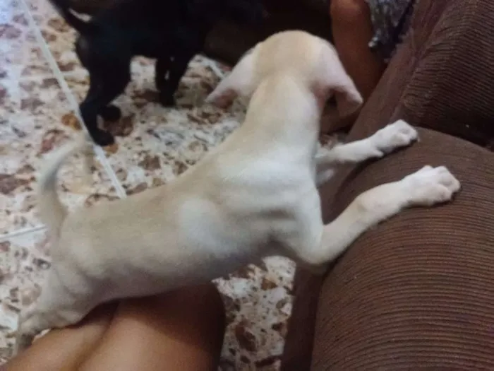 Cachorro raça Não sei idade 2 a 6 meses nome Sem nome 