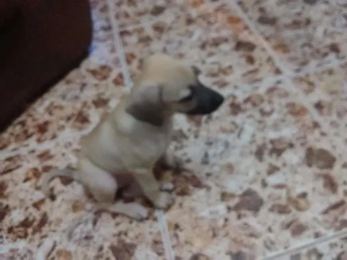 Cachorro raça Não sei idade 2 a 6 meses nome Sem nome 