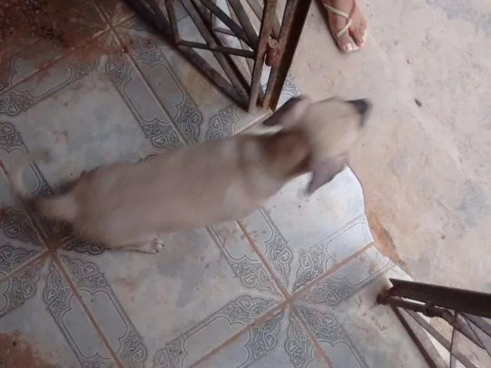 Cachorro raça Não sei idade 2 a 6 meses nome Sem nome 