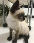 Amora