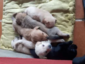 Cachorro raça Mestiço de labrador idade Abaixo de 2 meses nome Sem nome