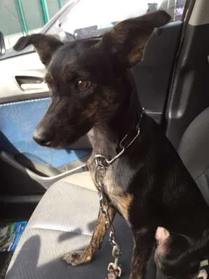 Cachorro raça SRD idade 1 ano nome LÓTUS