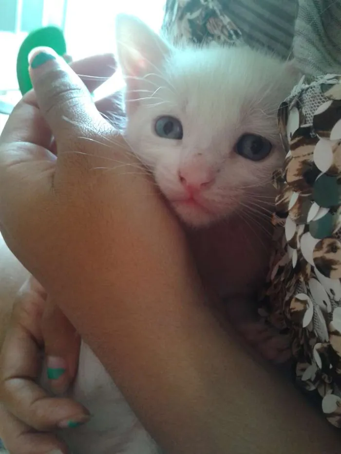 Gato raça Vira lata idade Abaixo de 2 meses nome Sem nome