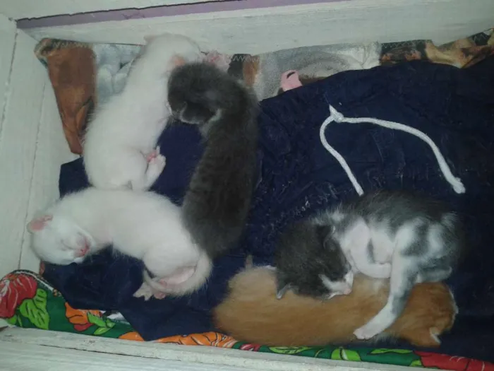 Gato raça Vira lata idade Abaixo de 2 meses nome Sem nome