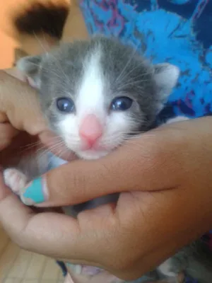 Gato raça Vira lata idade Abaixo de 2 meses nome Sem nome