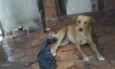 Amarelo