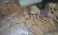 Amarelo