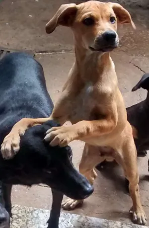 Cachorro raça SRD idade 1 ano nome Ted