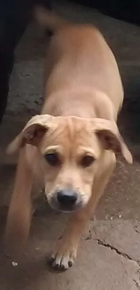Cachorro ra a SRD idade 1 ano nome Ted