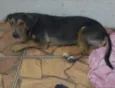 pretinho